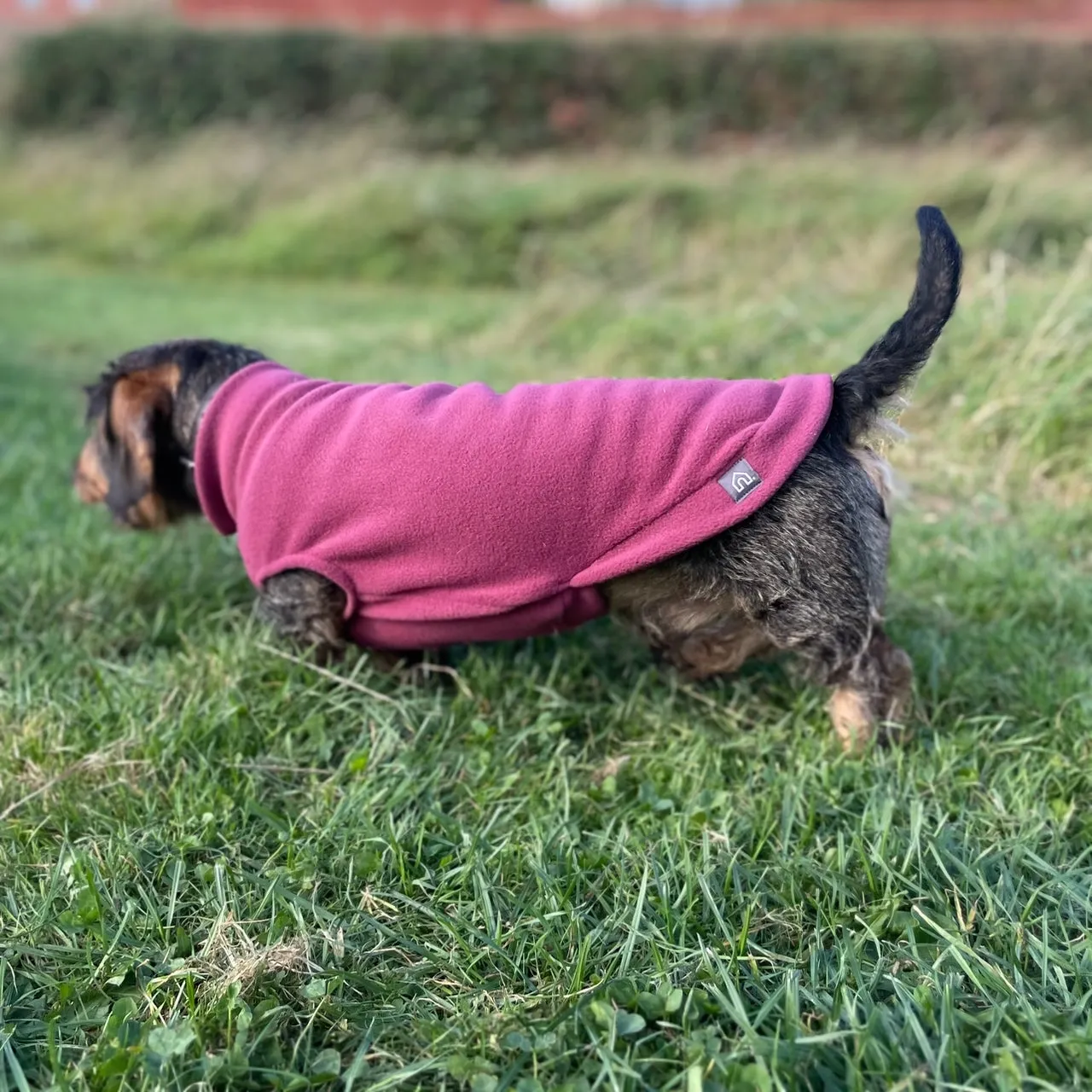 Standard Dachshund Fleece Jumper