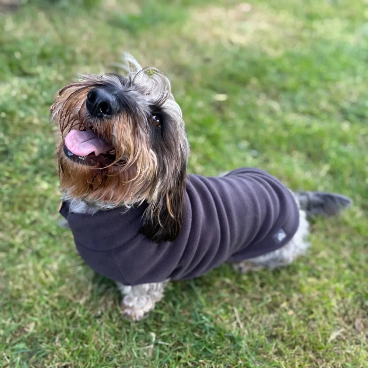 Standard Dachshund Fleece Jumper