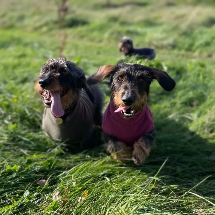 Standard Dachshund Fleece Jumper